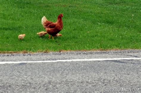 Descubre el Exclusivo Juego de la Carretera de Pollo en España Online, juego chicken road